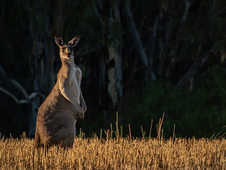 a kangaroo standing in field