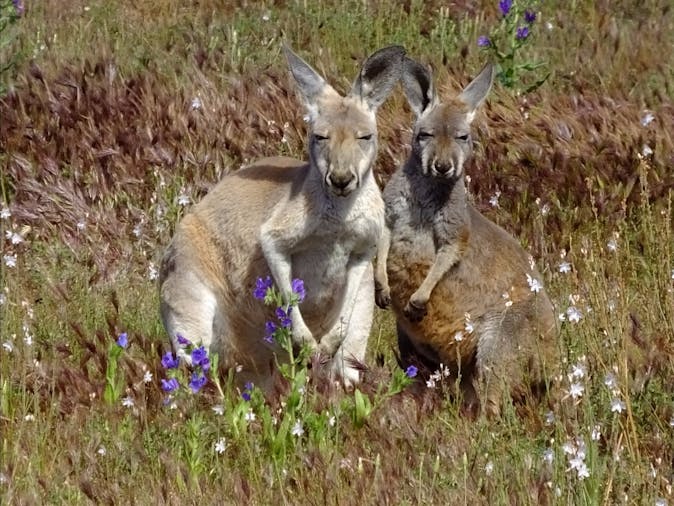 1 Day Central Flinders Highlights Tour