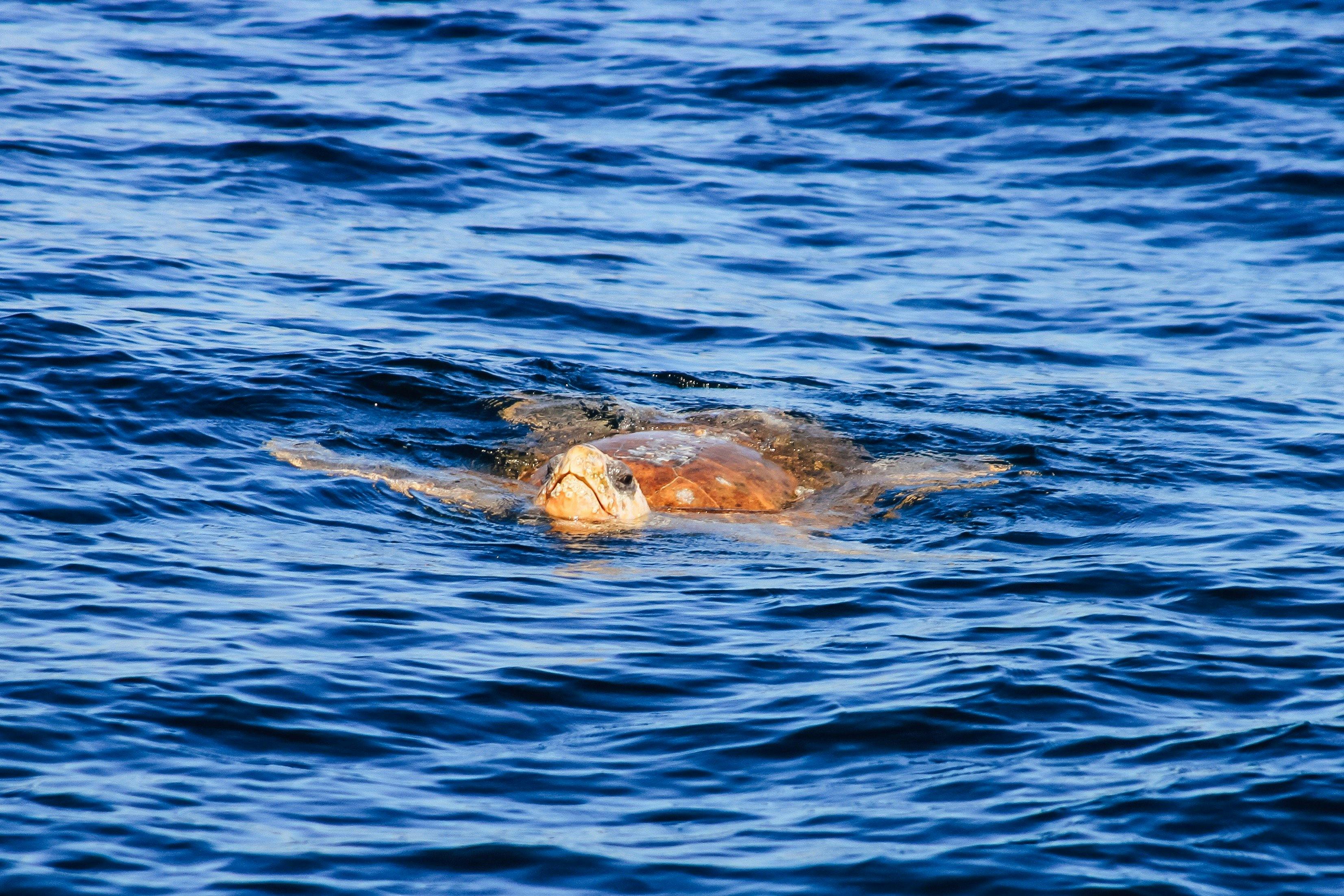 Byron Bay boat tours