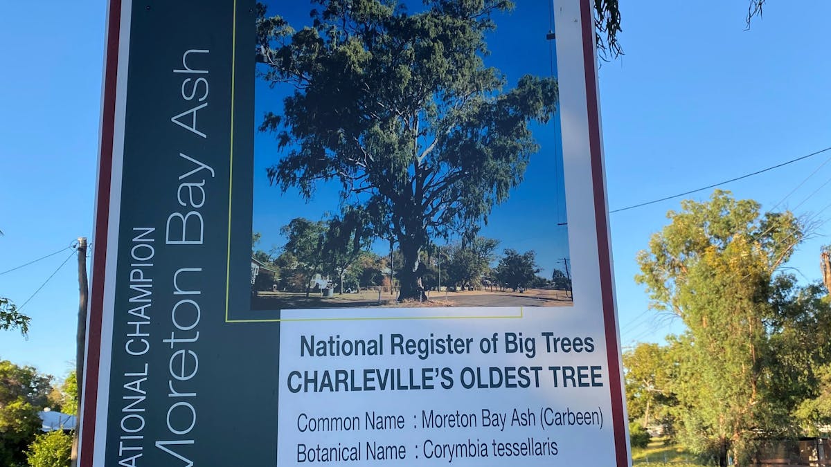 About Charleville's Oldest Tree