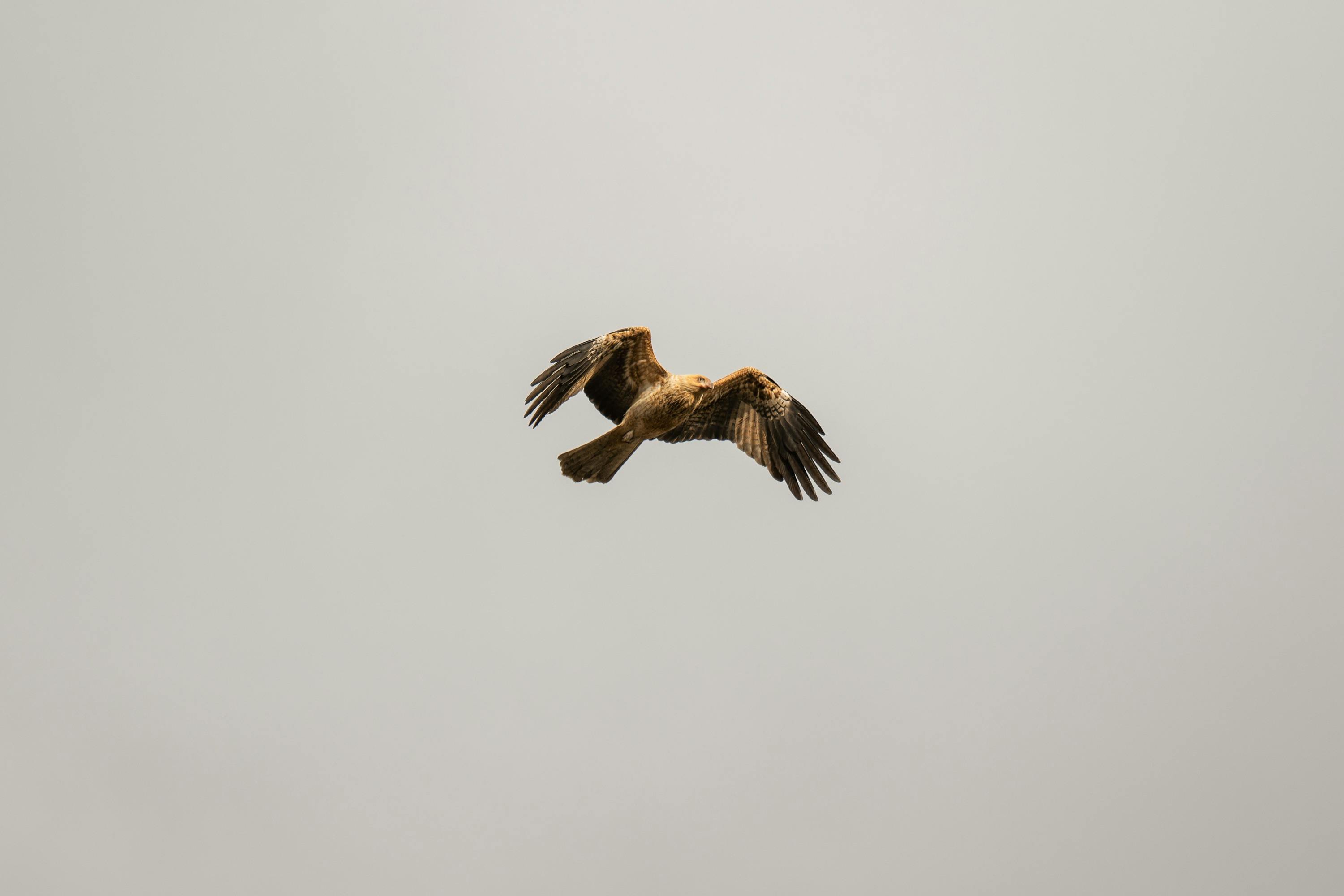 ドゥンガラ（マレー川）とバルマ湿地の上を飛ぶヒバリトンボ。