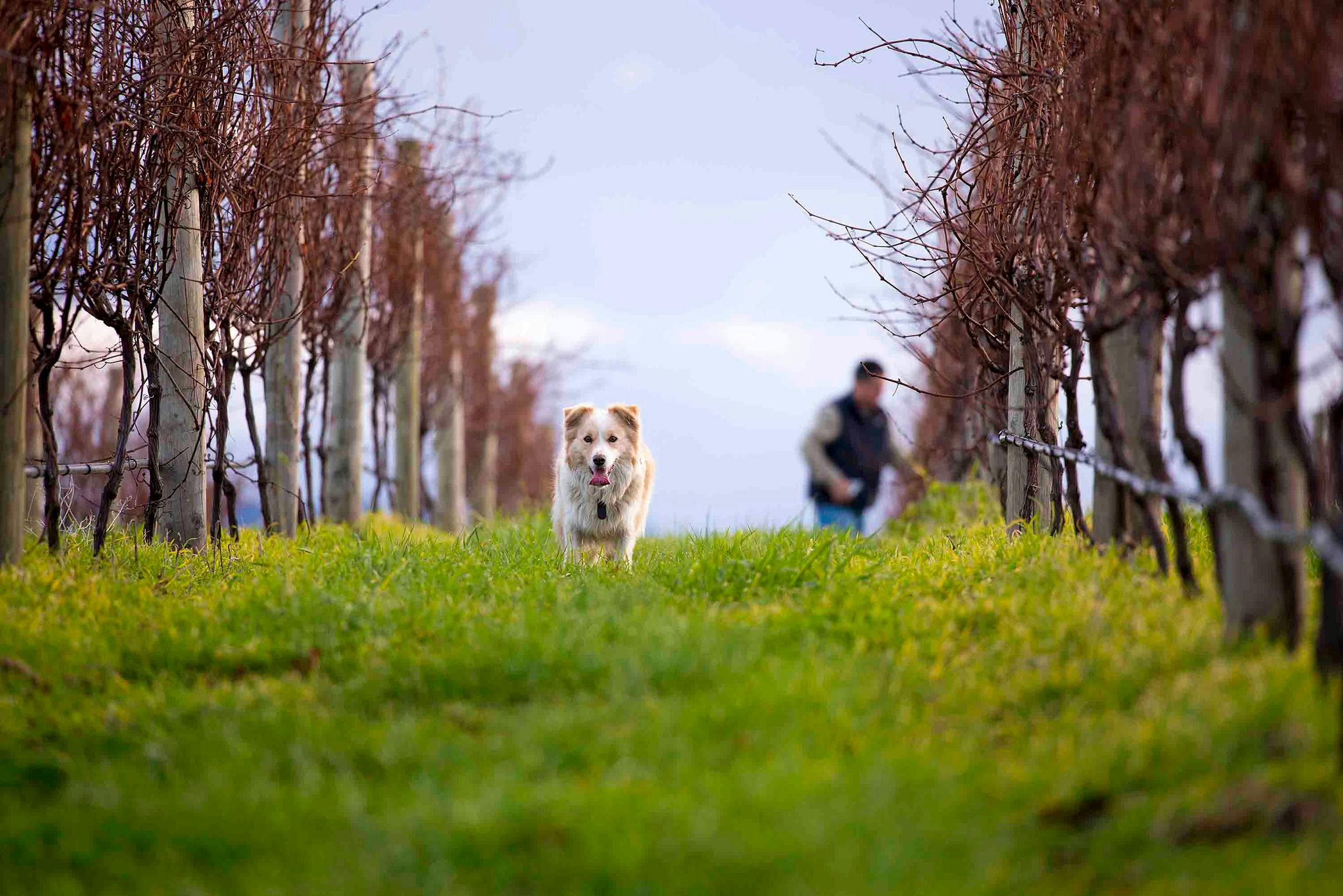 Bangor Wine in the Vines Tour - experience a working country vineyard.