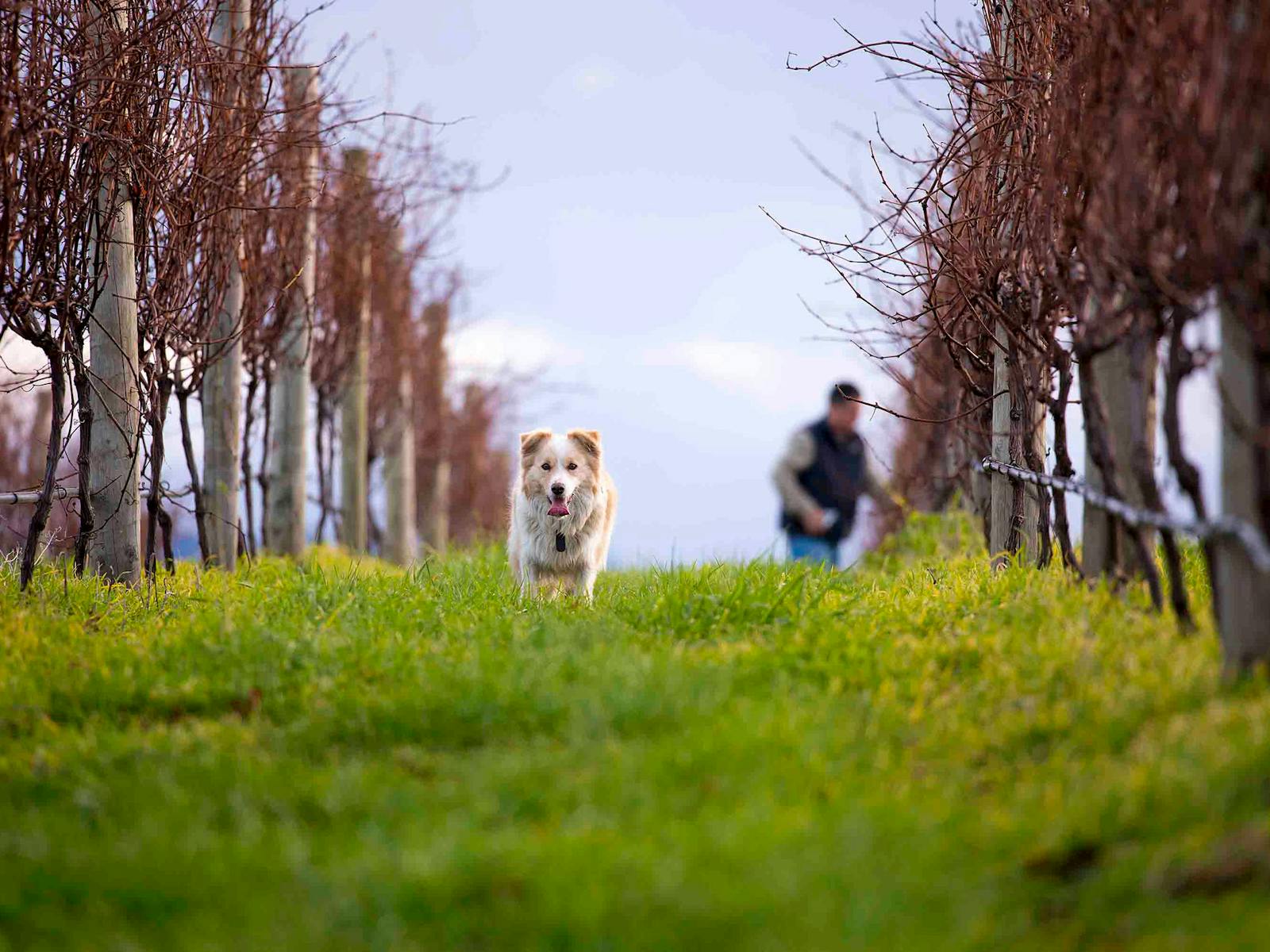 Bangor Wine in the Vines Tour - experience a working country vineyard.
