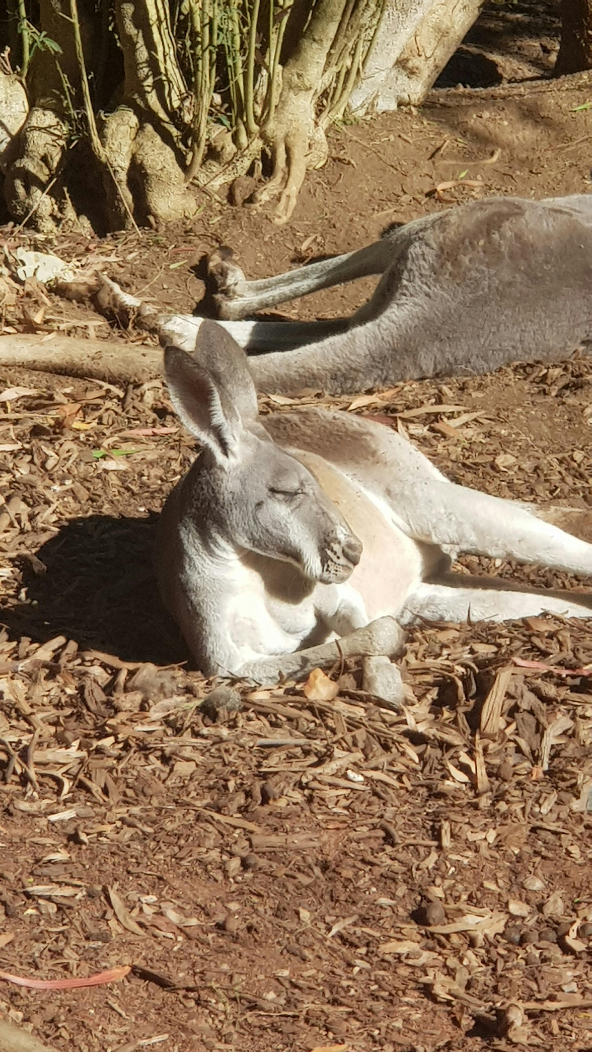 Kangaroo