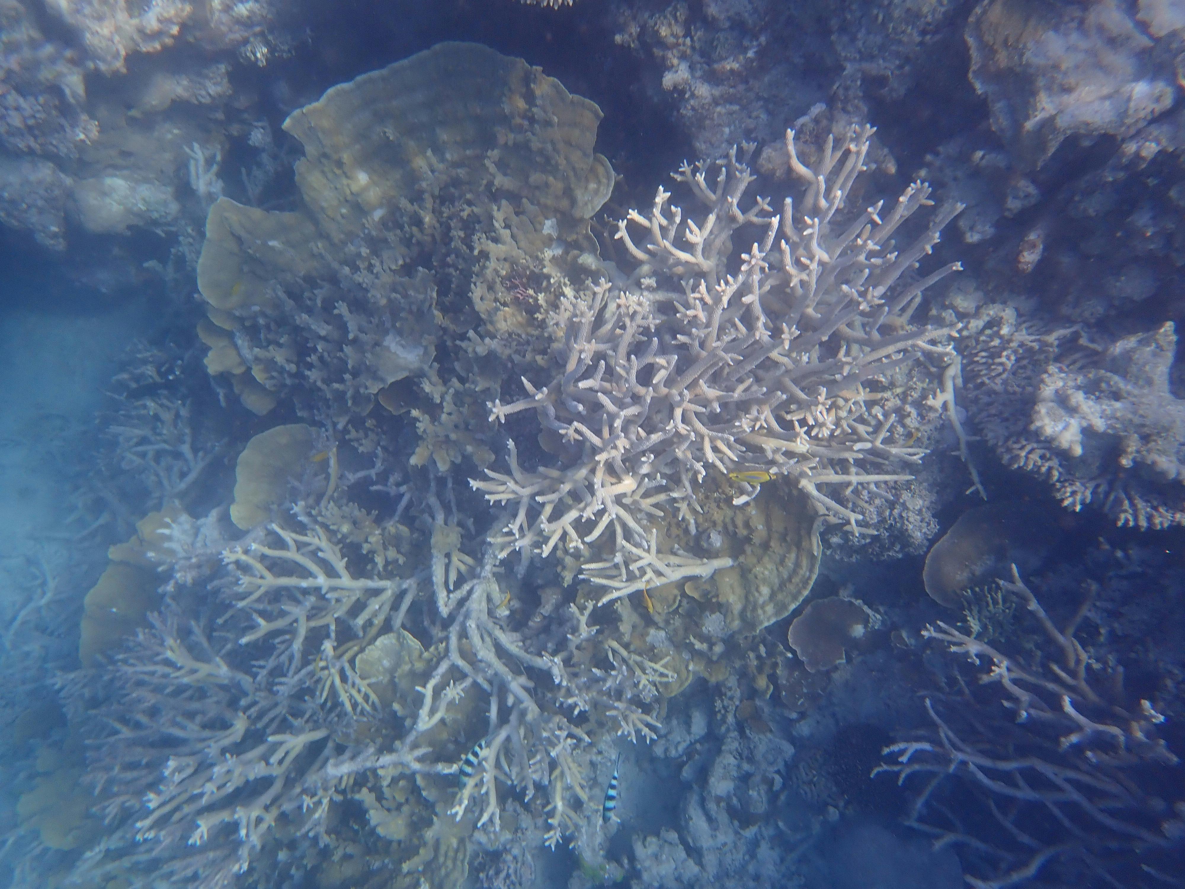 Snorkelling with Whitsunday Luxury Sailing