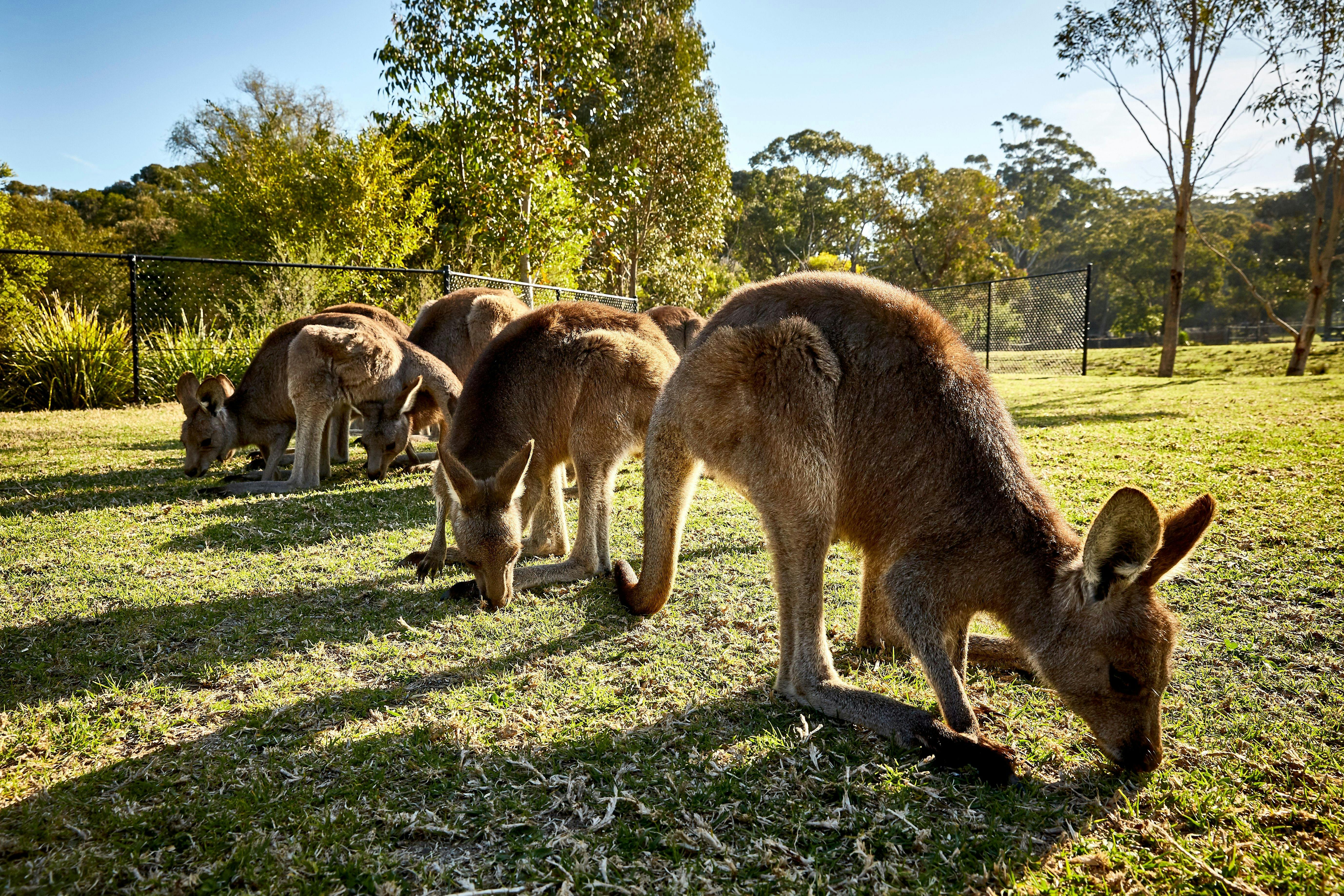 Hand feeding Kangaroos at Aussie wildlife sanctuary