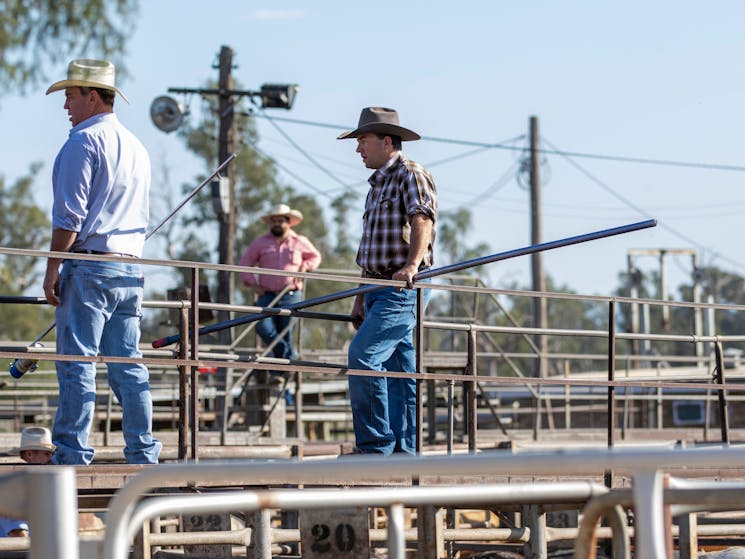 Gunnedah Saleyards