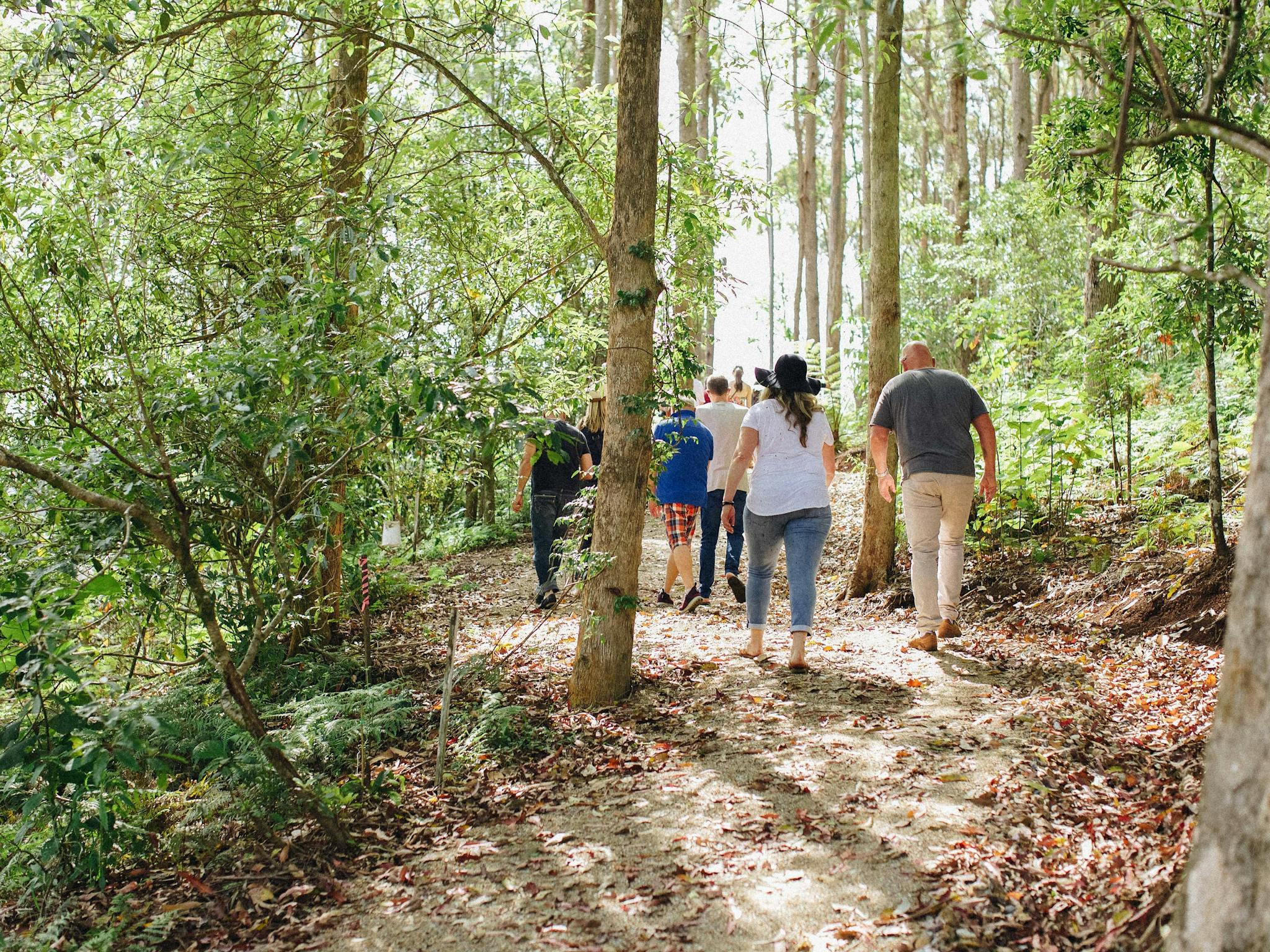 rainforest walk