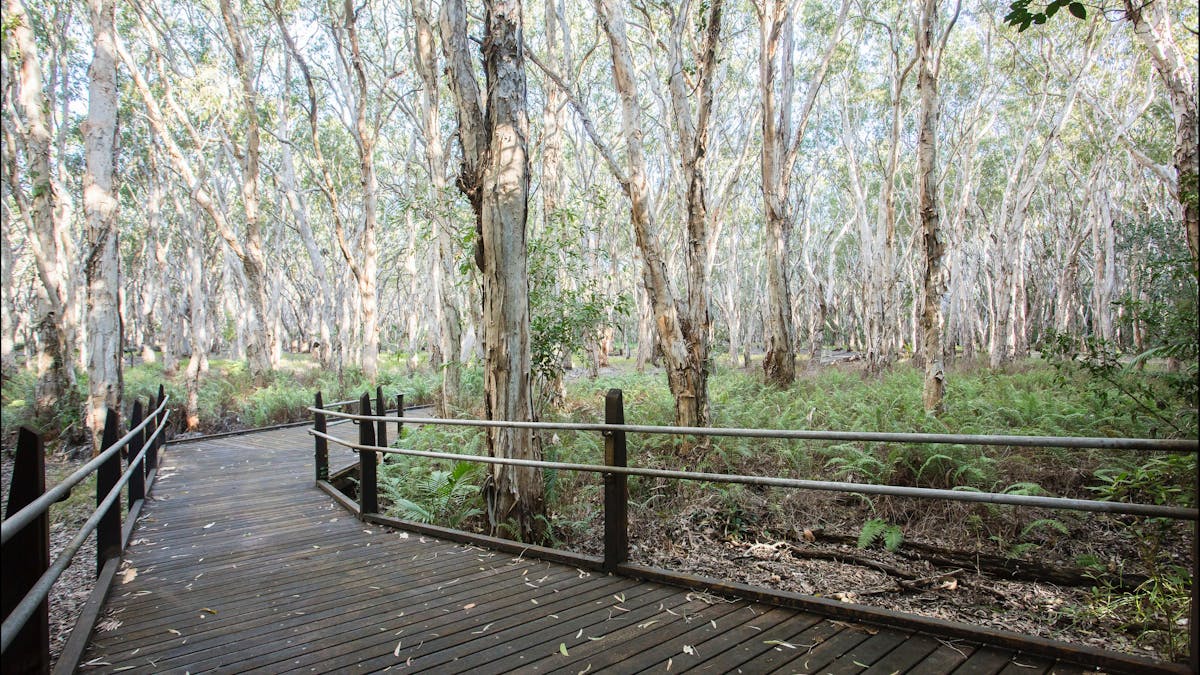 Kommo Toera Trail