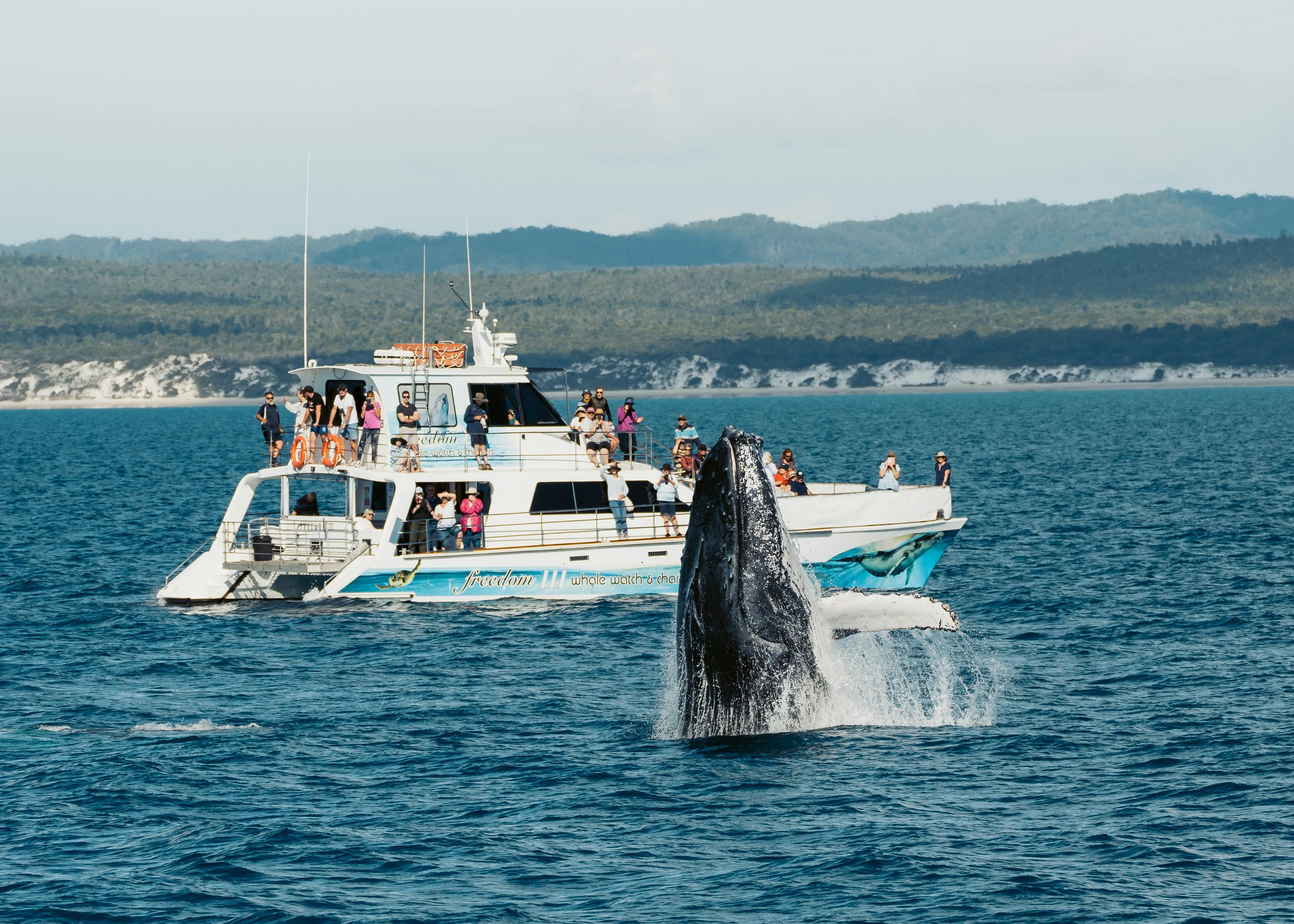 Freedom with breaching whale