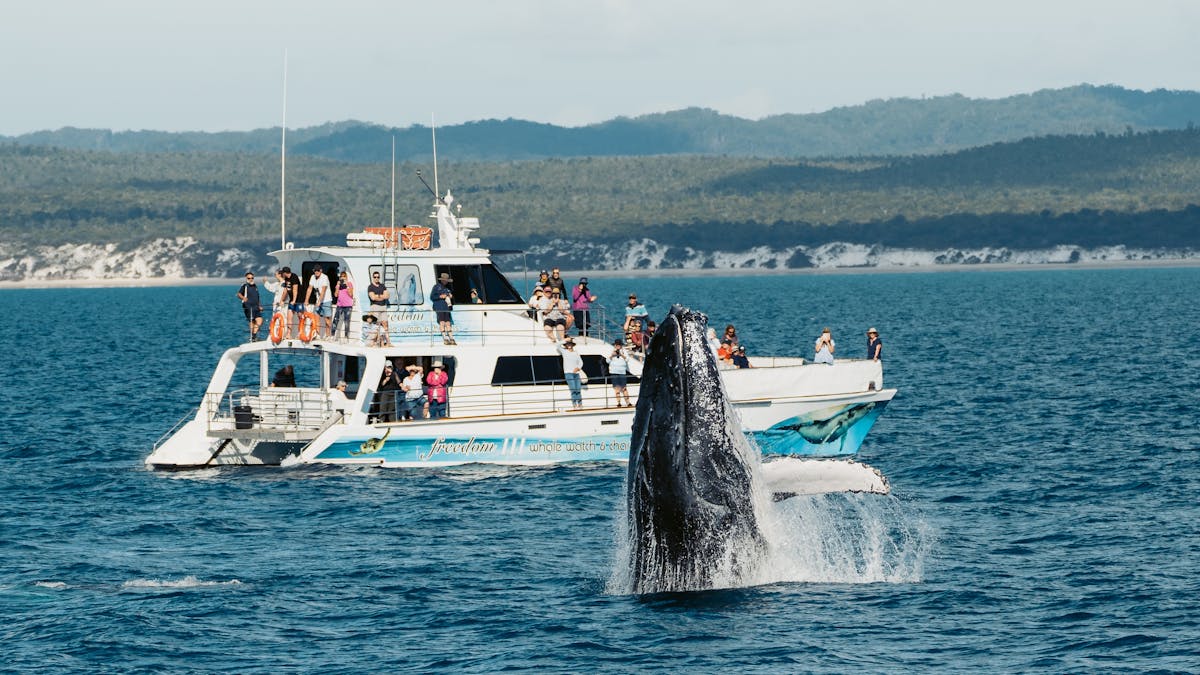 freedom and breaching whale