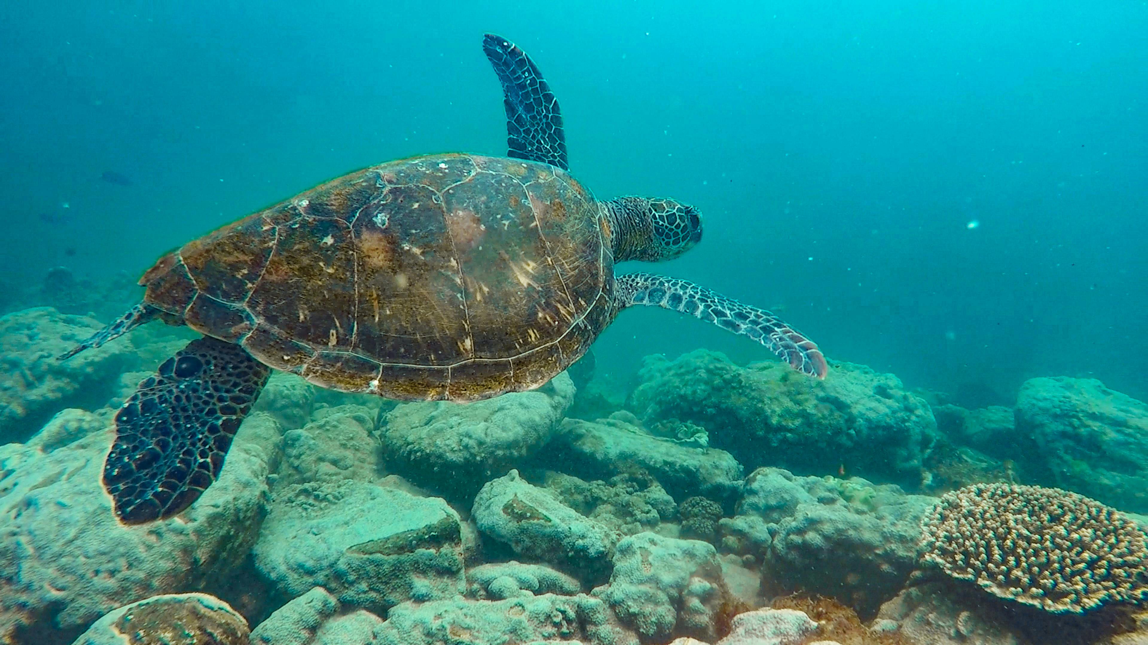 Green turtle at Mudjimba Island