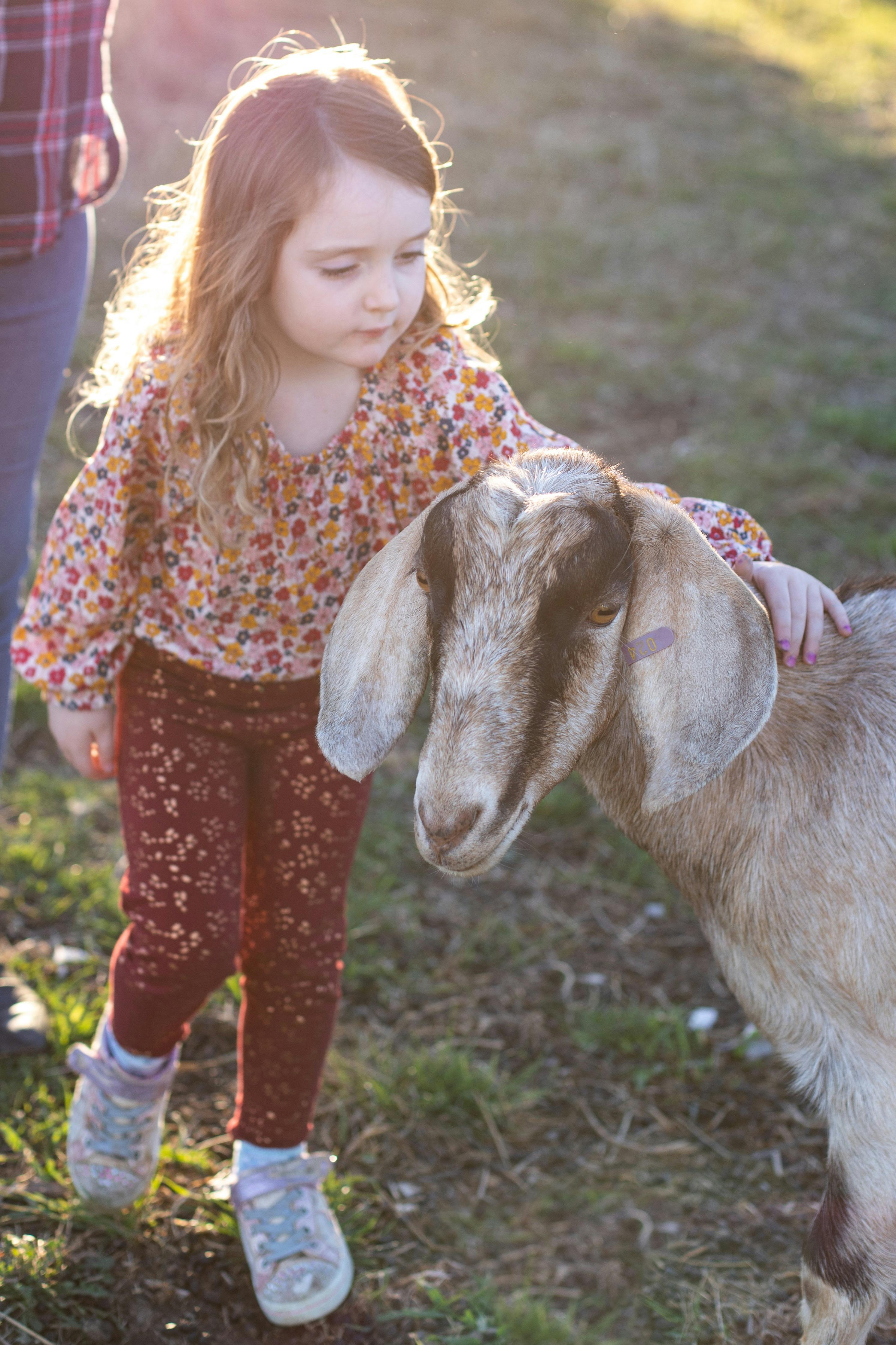 Patting goat on a farm tour