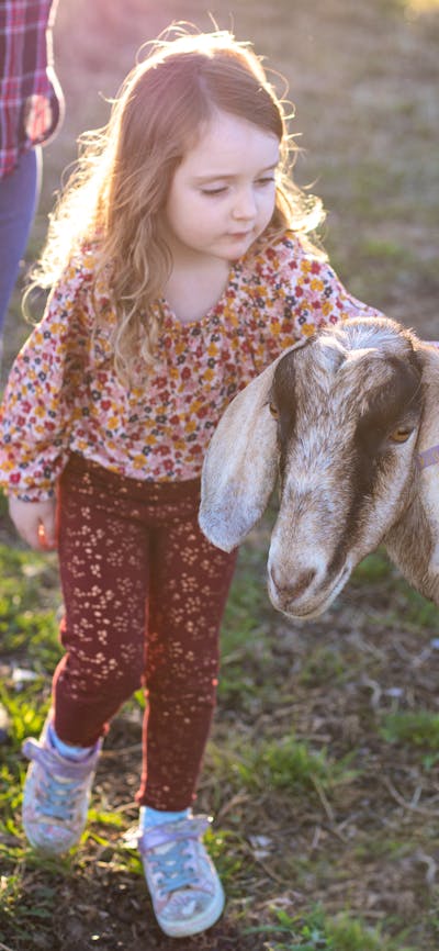 Patting goat on a farm tour