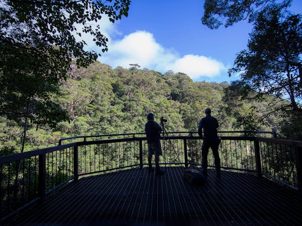 Backyard Tourist: Coomera Falls at Coomera Circuit, Binna Burra on