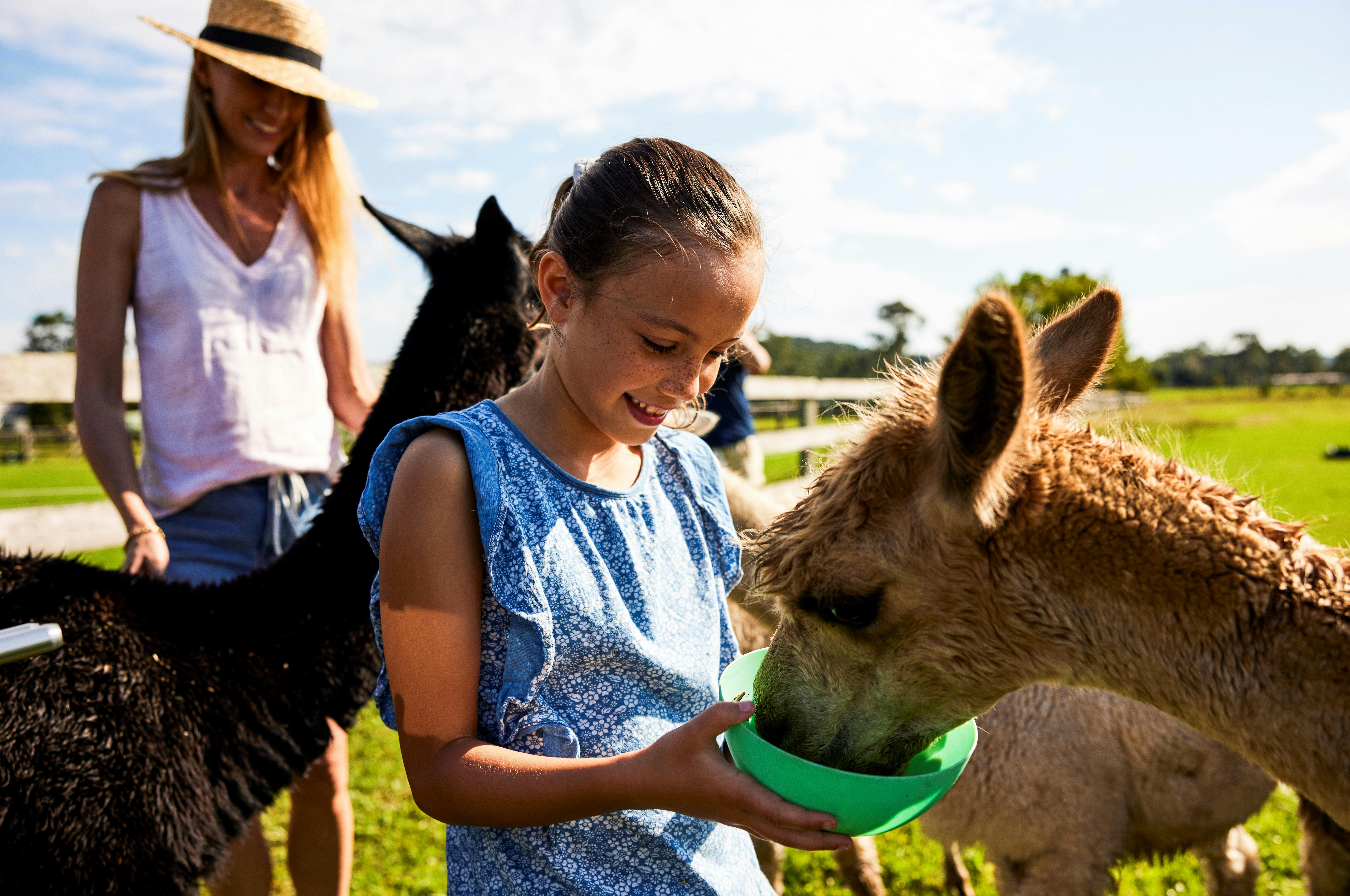 Brunch with alpacas