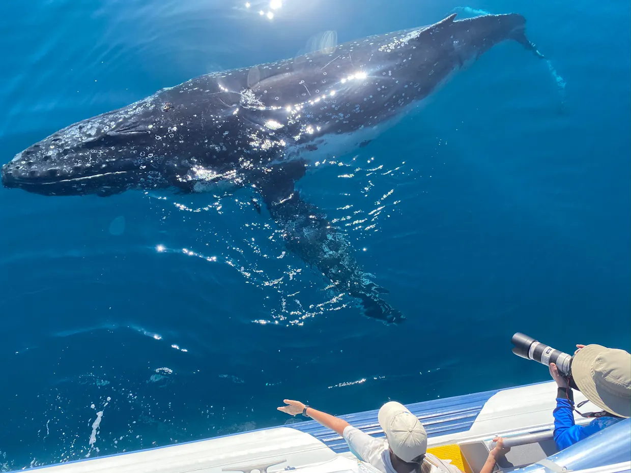 Noosa Whale Watching