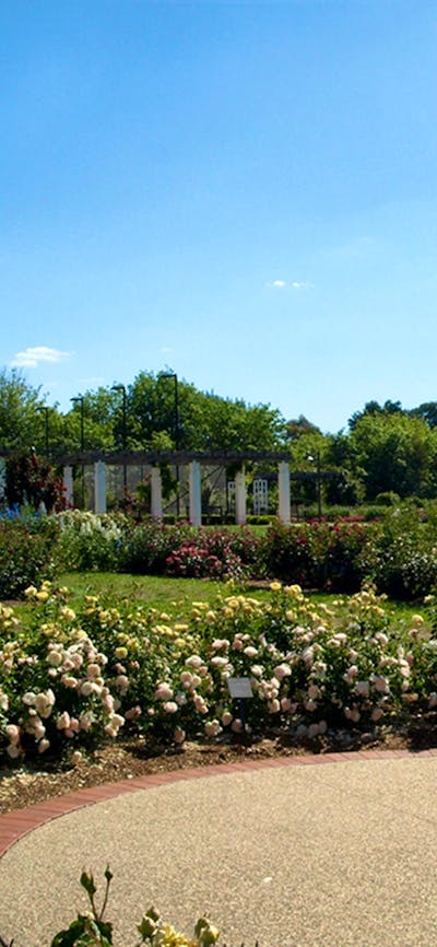 Broinowski Garden