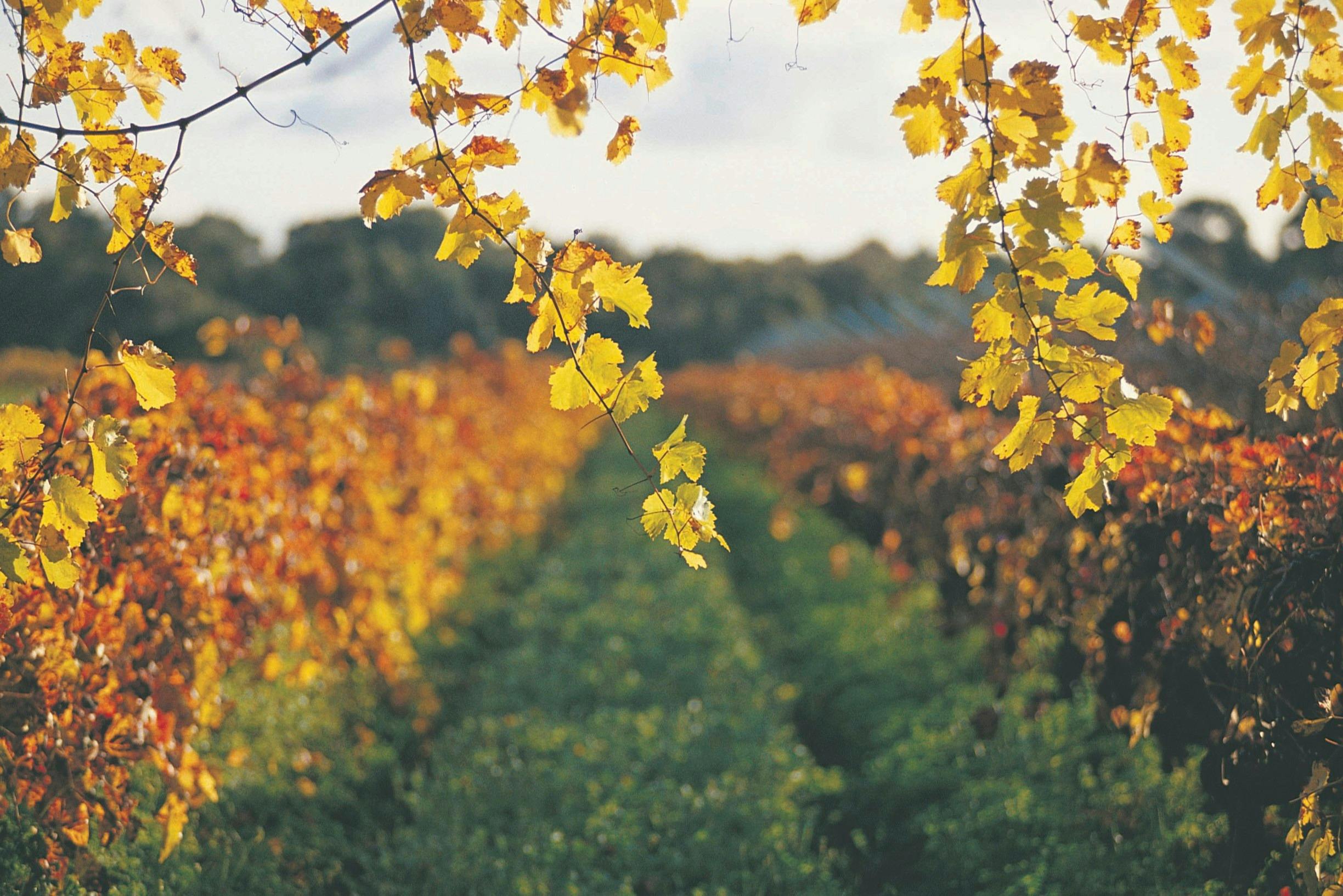 Swan Valley vineyards