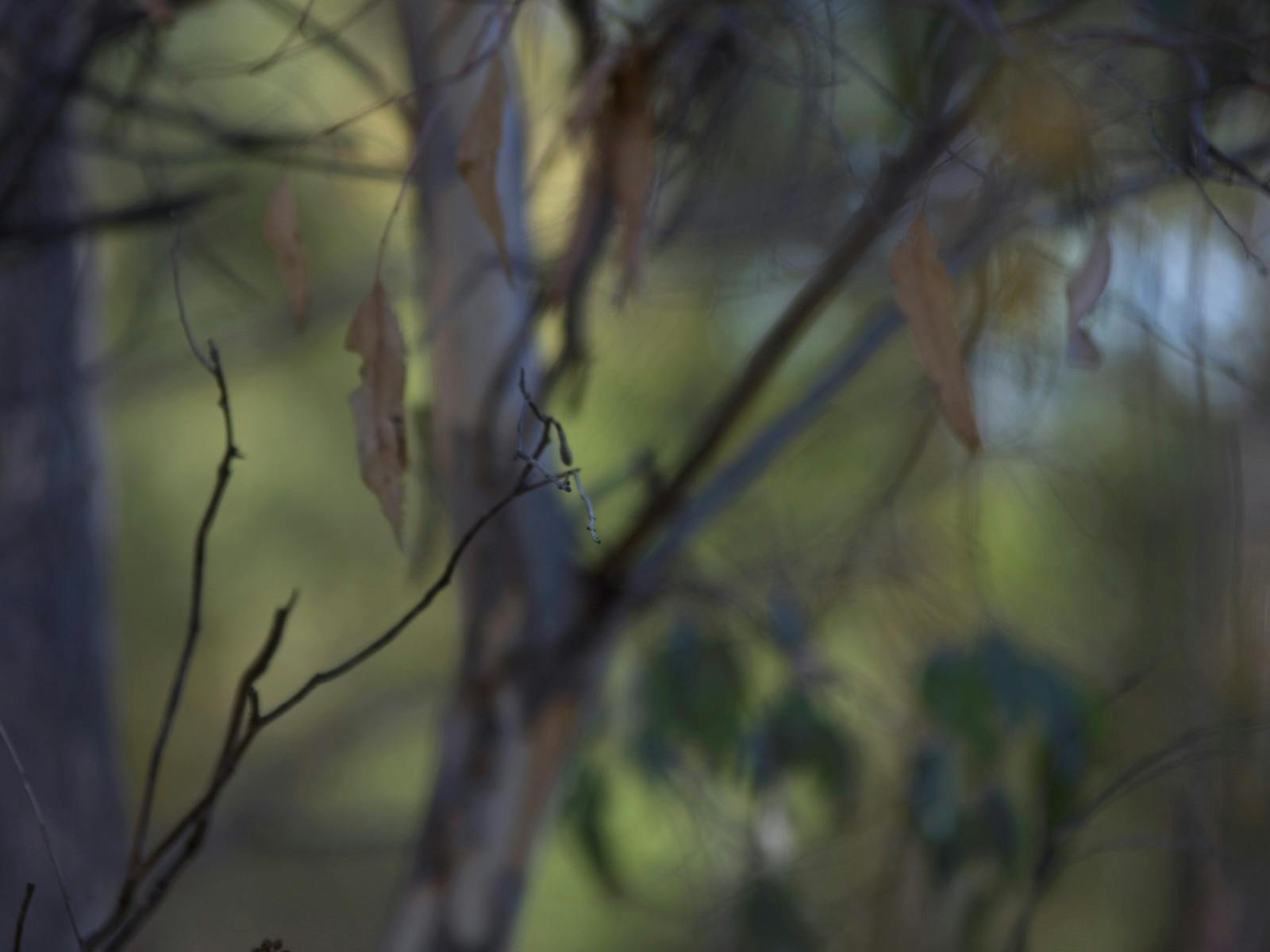 Image for Chris Ireland: Dryads - seeking the spirit of Australian forests