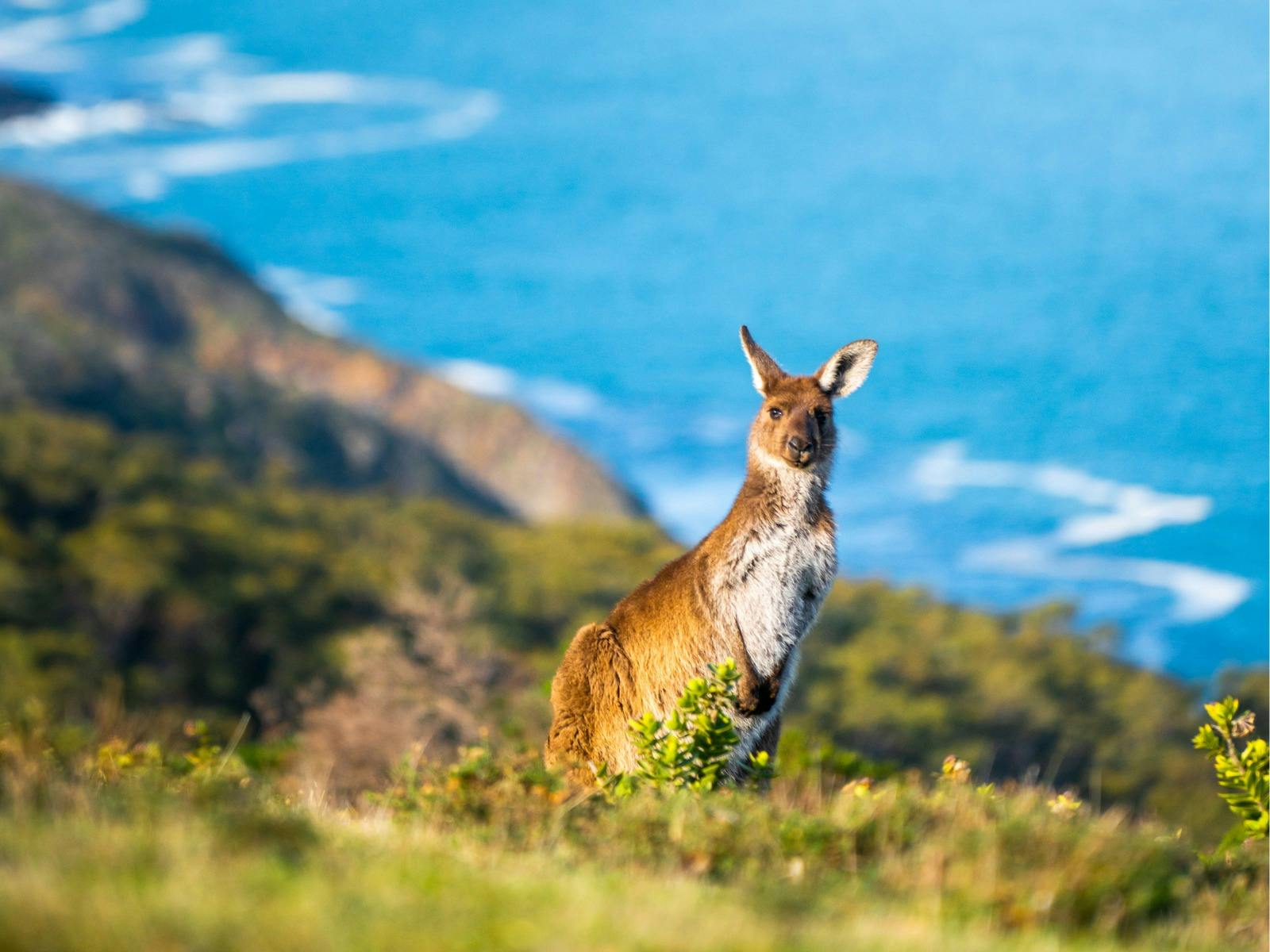 Kangaroo at Tapanappa