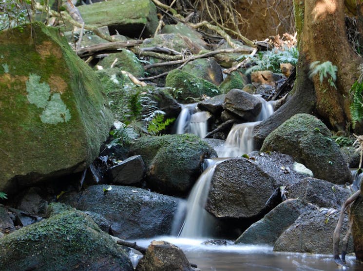 One of several flowing creeks on the property