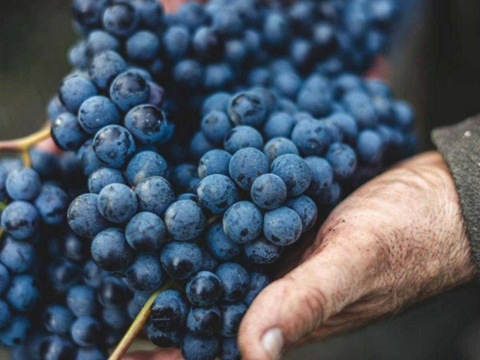 ベール クリーク ブドウ