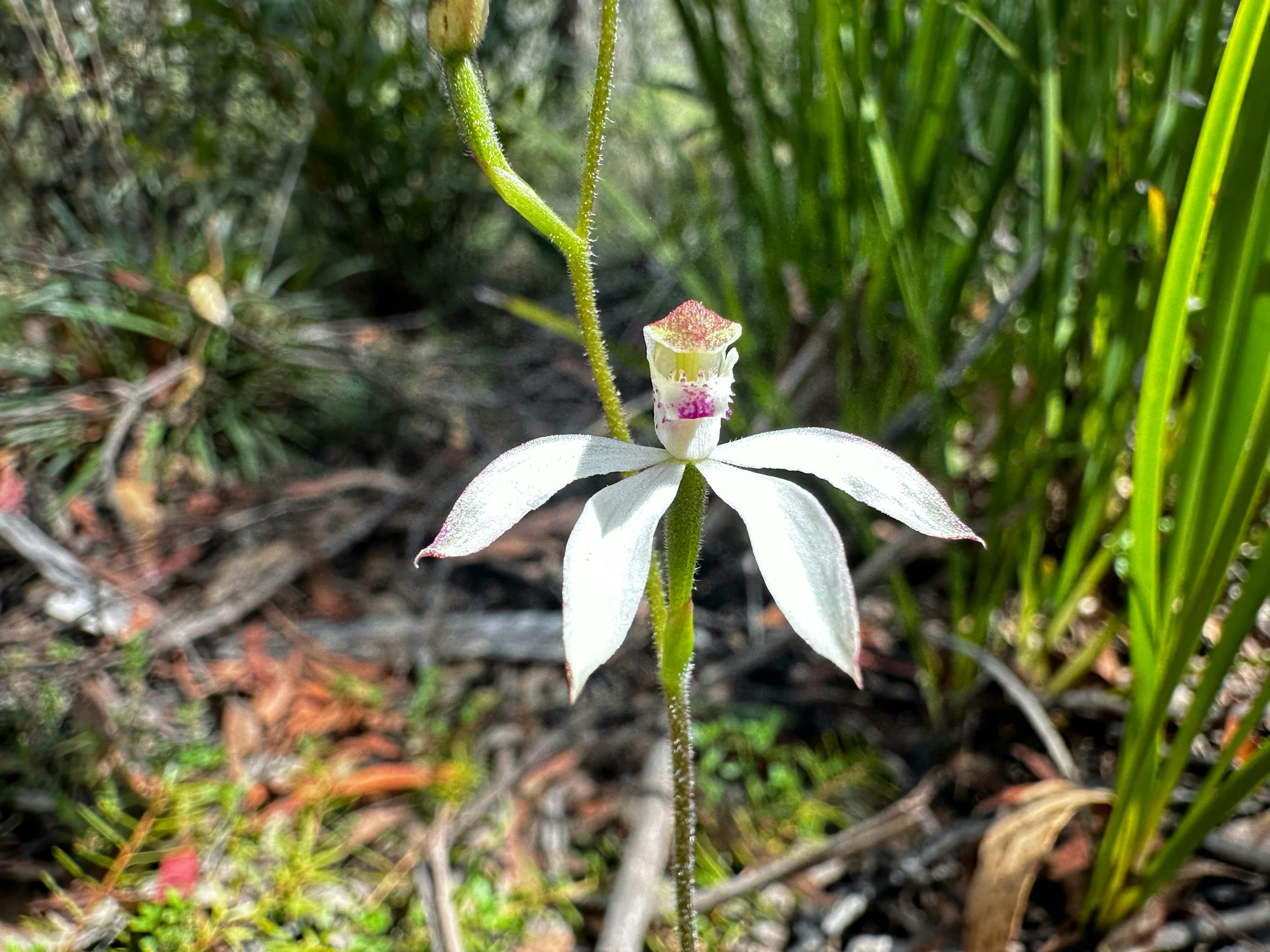 A white flower in some green bushes