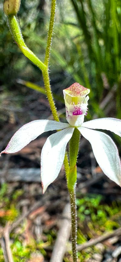 A white flower in some green bushes