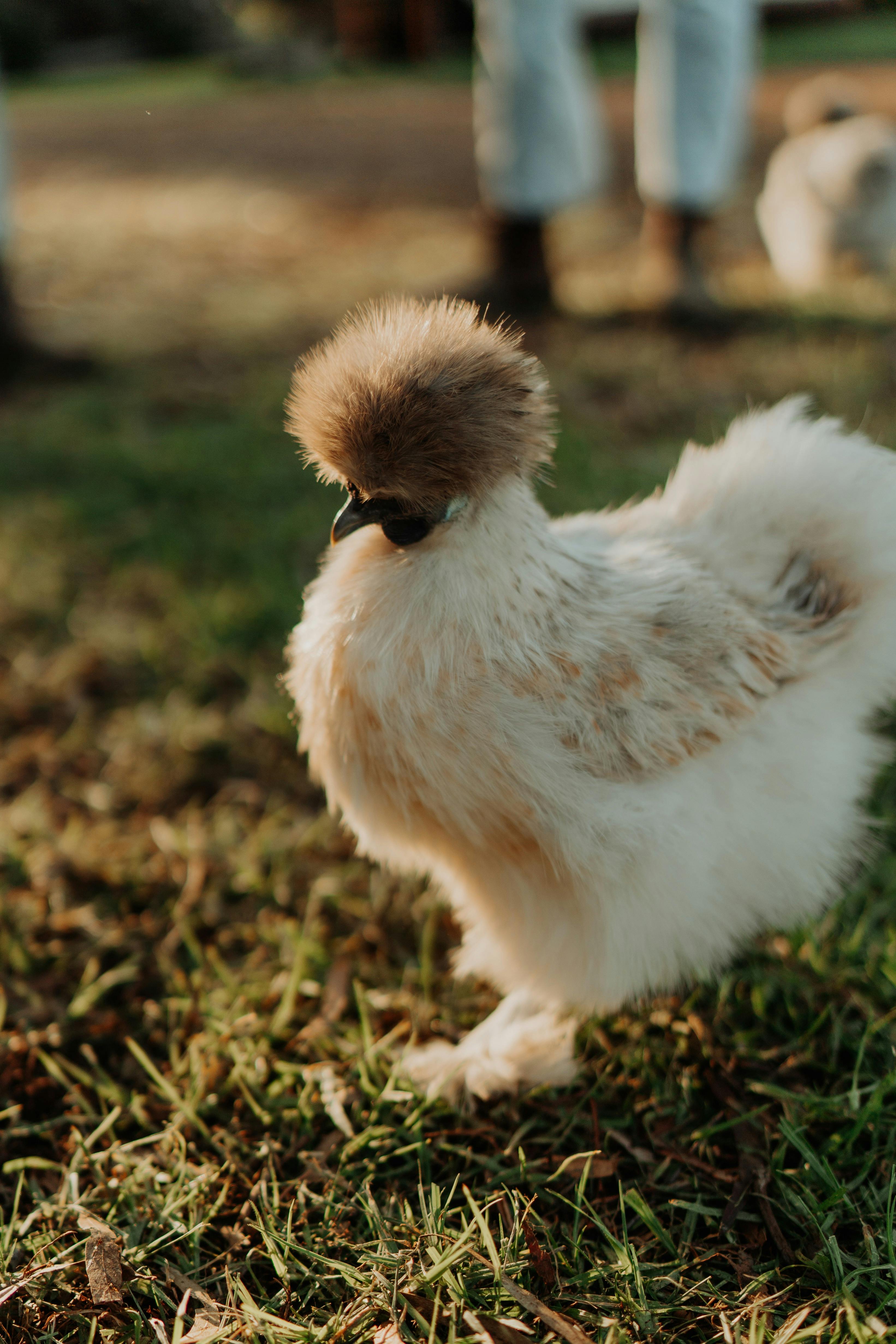 アンカレッジファームナルーマでのファームステイで、かわいい鶏を撫でたり卵を集めたり