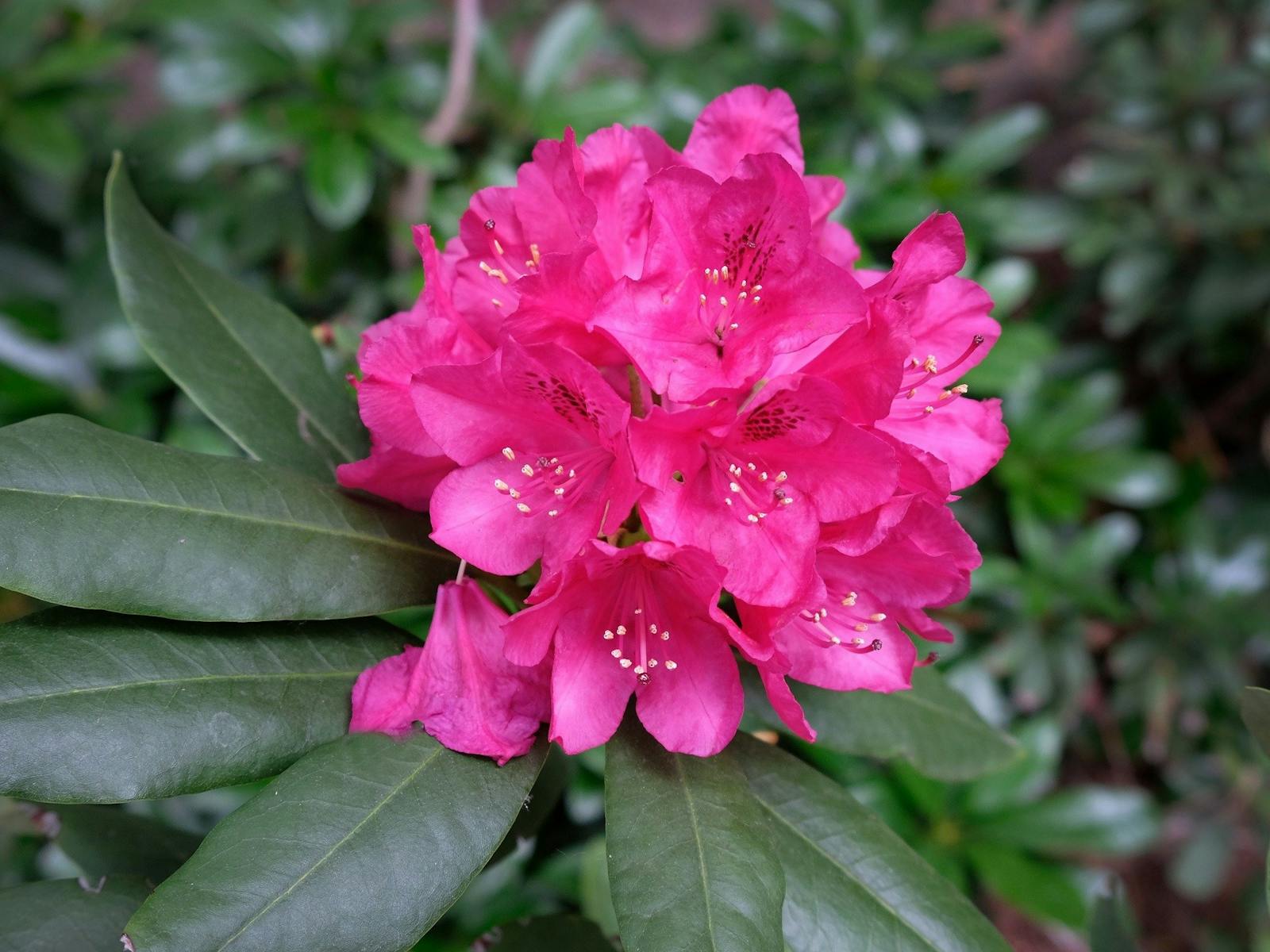 Image for Rhododendrons at Brangayne