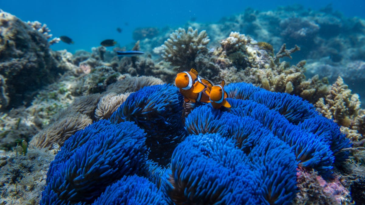 Blue Jewel Anemone