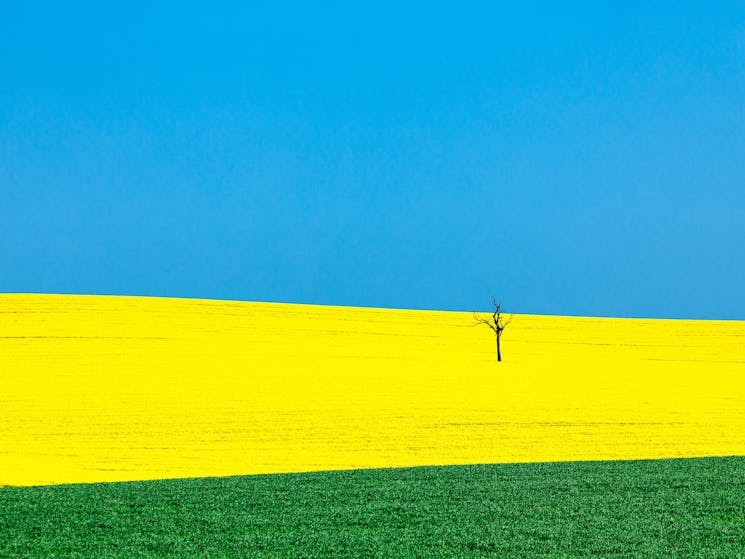 A vibrant yellow and green canola field set against a vivid blue sky.