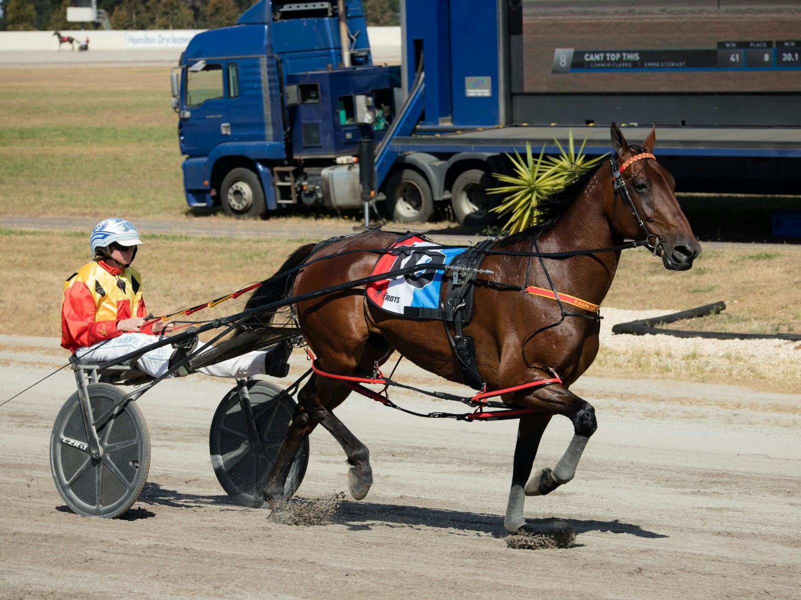 Hamilton Harness