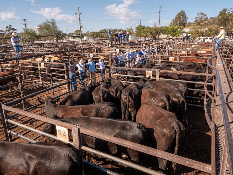 Gunnedah Saleyards