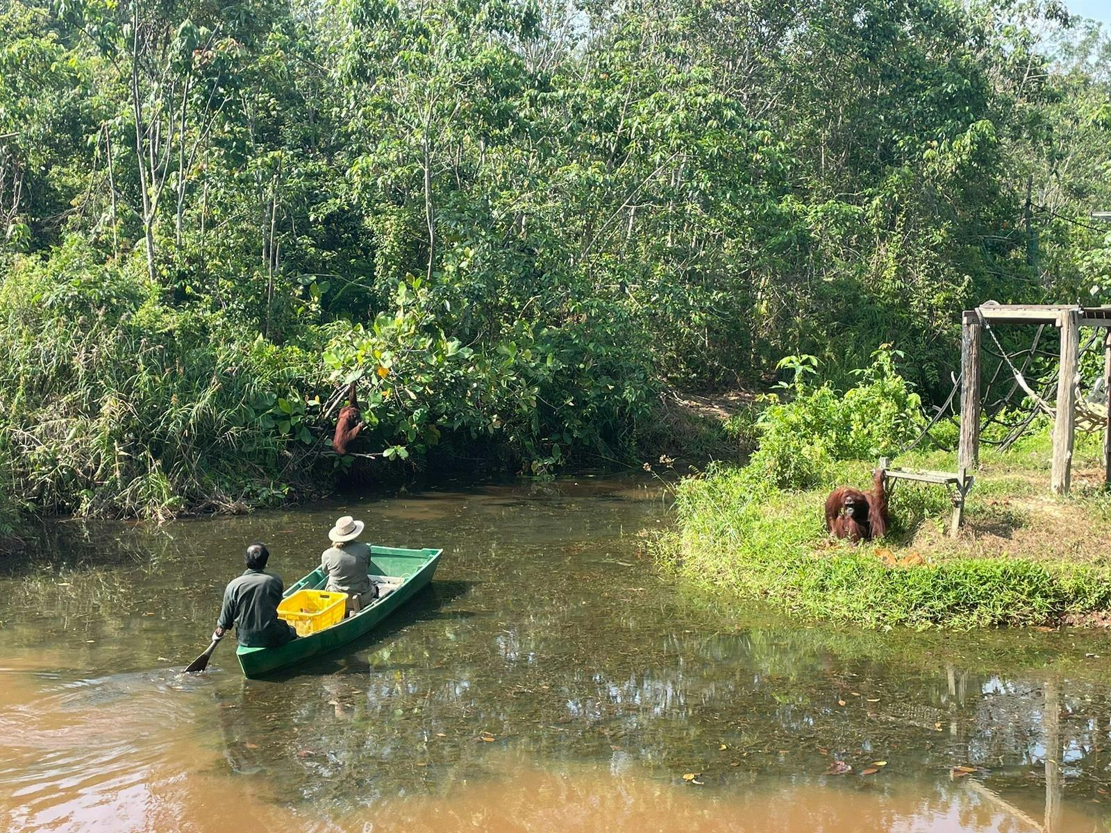 Borneo Orangutan Sanctuary