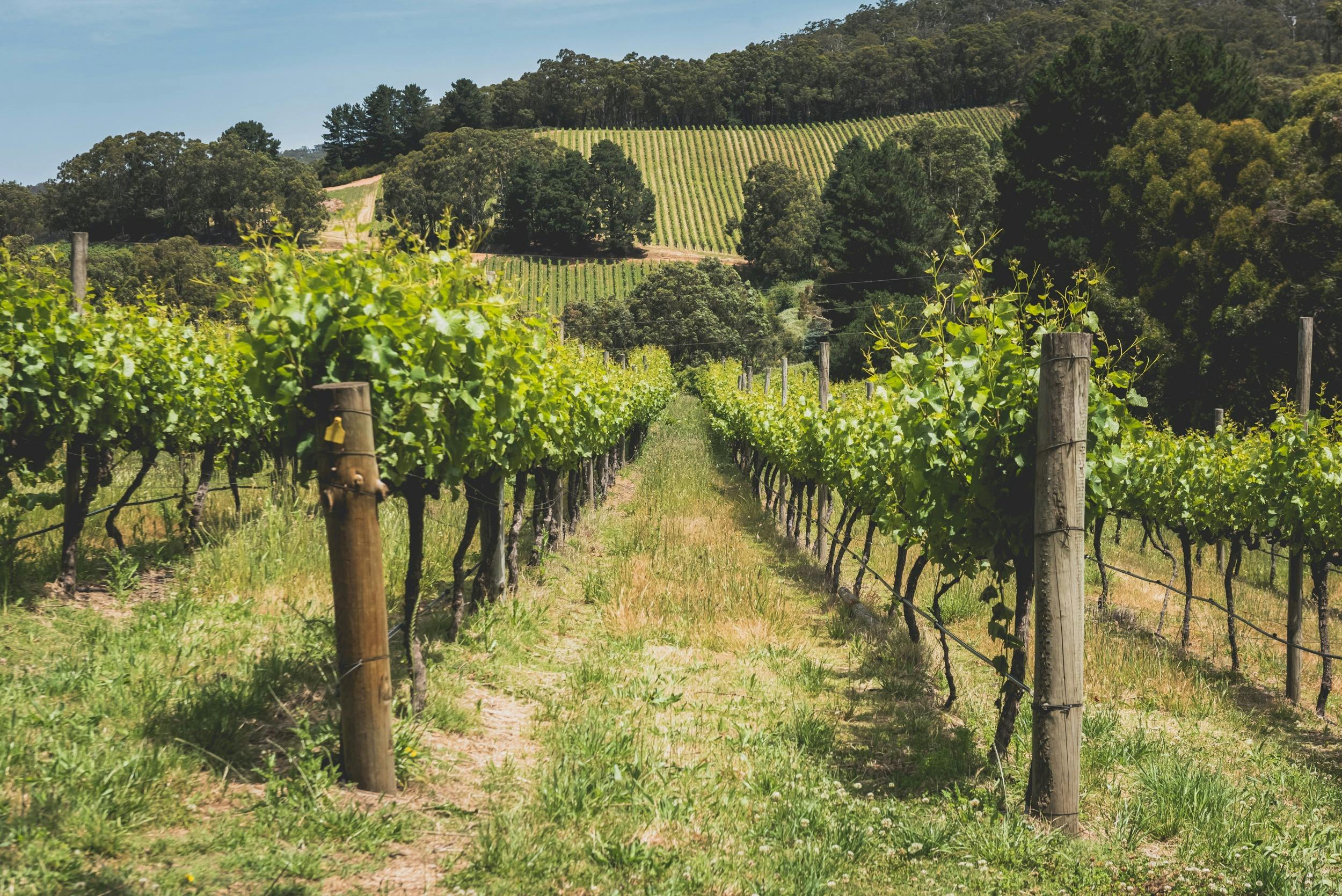 Greenhill Wines Cellar Door and Restaurant