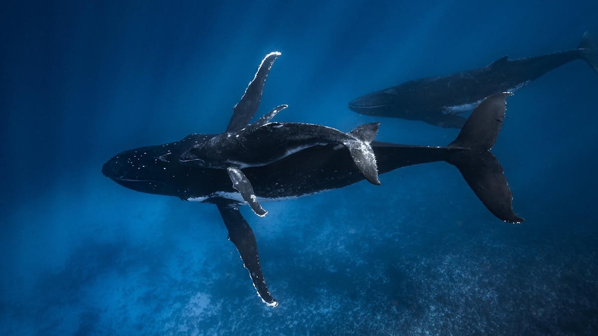 Humpback whales in Tonga