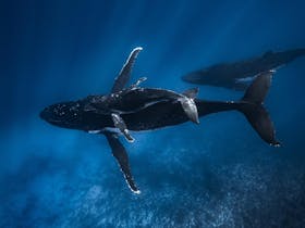 Humpback whales in Tonga