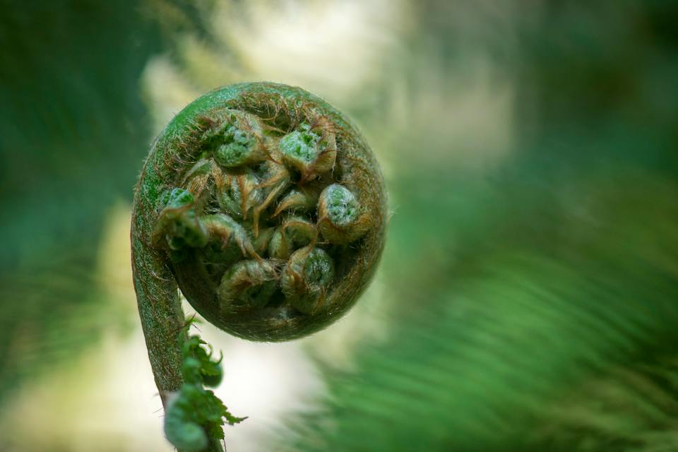 Tarkine Trails photo