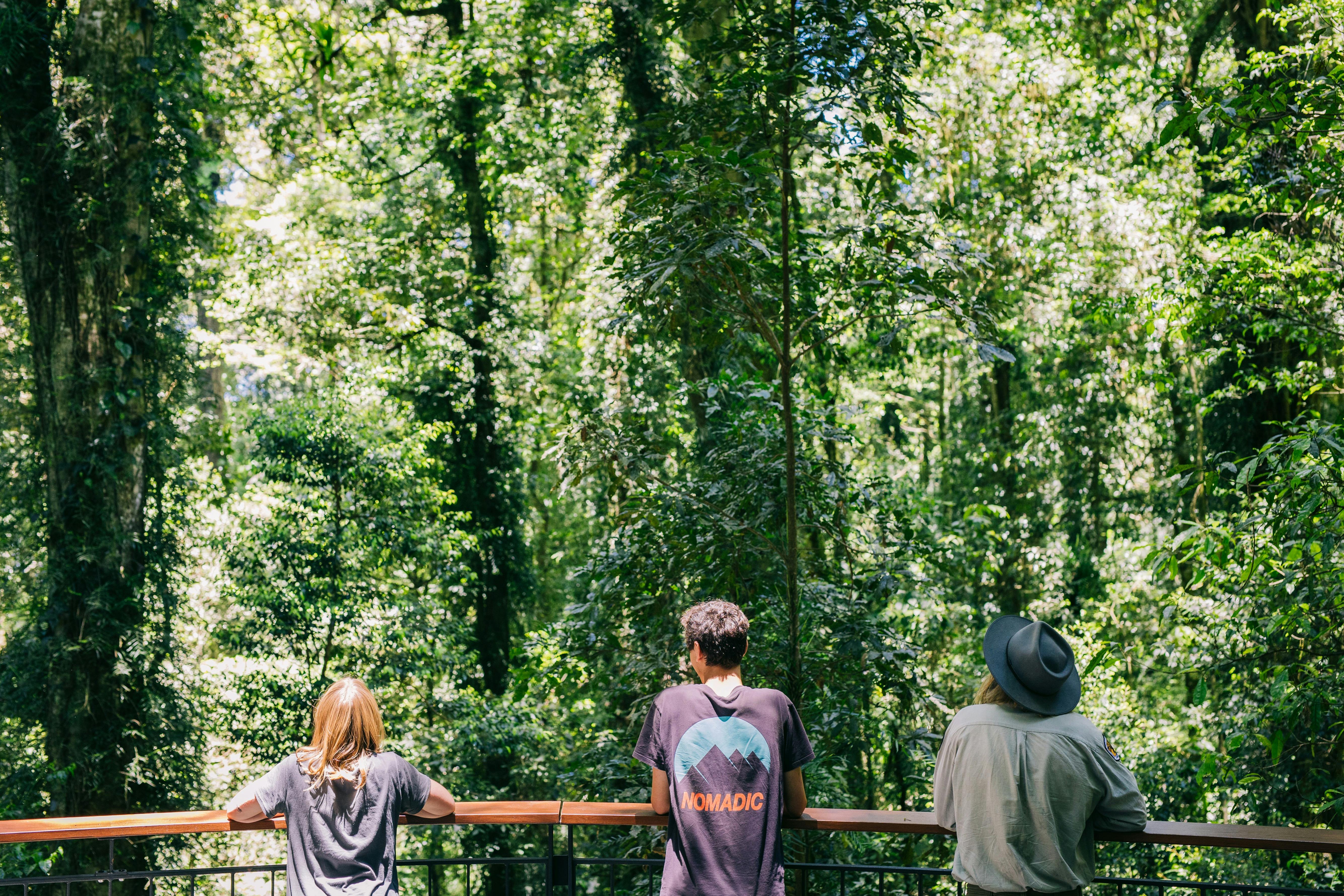 Dorrigo rainforest ranger-guided tour Dorrigo National Park