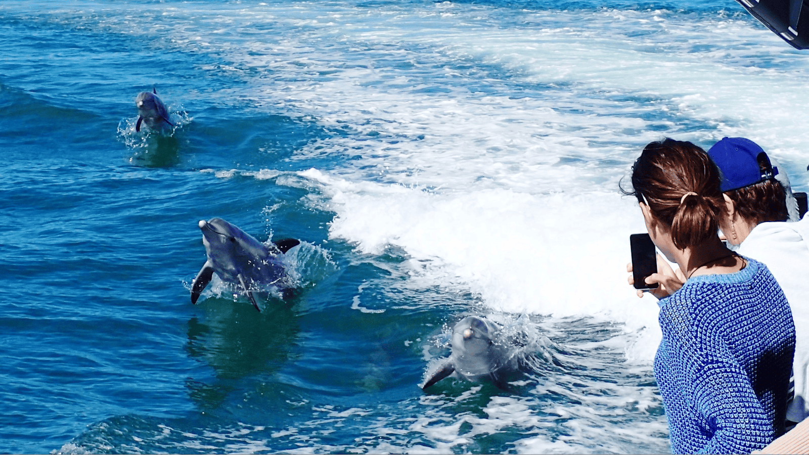 Penguin Island Cruises - Penguin Island Ferry and Cruises