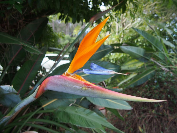 Clark Bay Cottages' bird of paradise