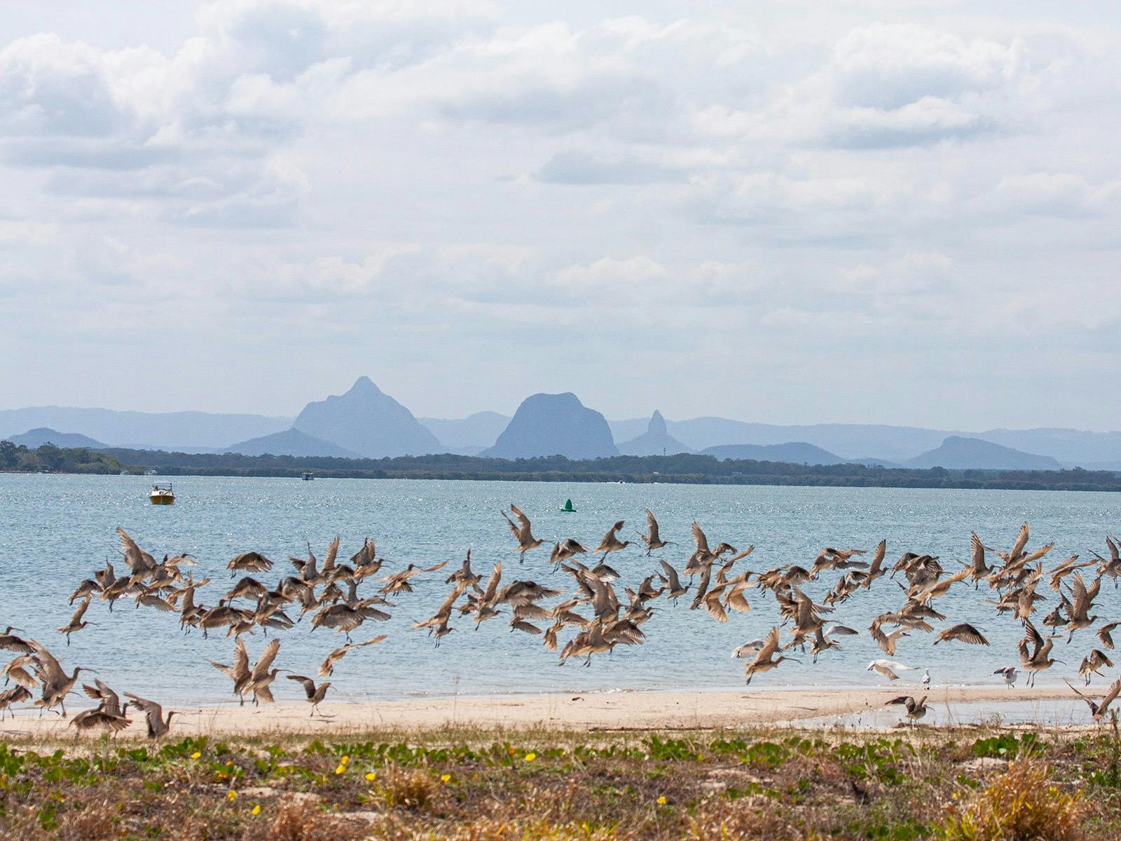 Bribie Island Birdlife Tour