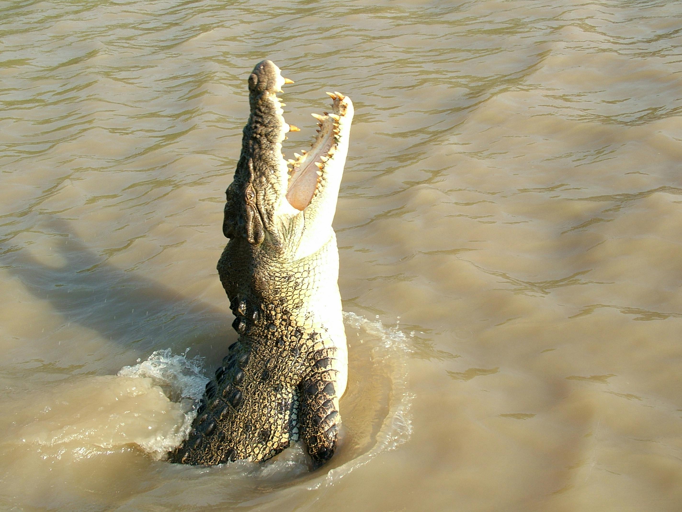 Croc Spot Tours – Jumping Crocodile Encounters