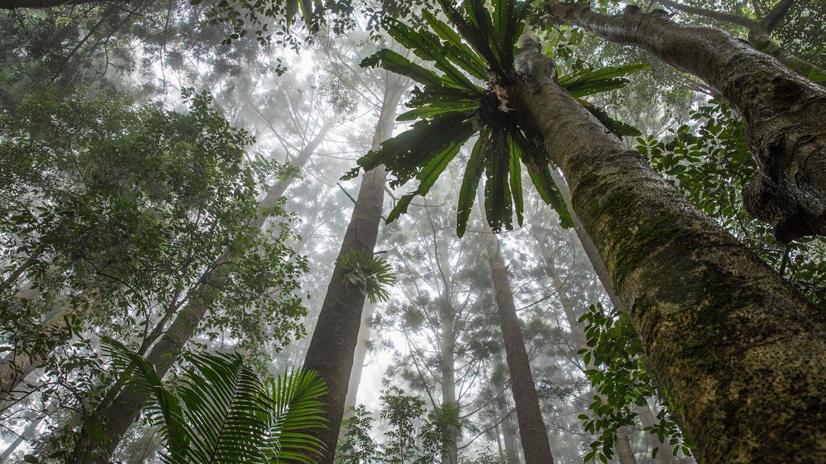Peering through the foggy canopy in Maiala, D'Aguilar National Park