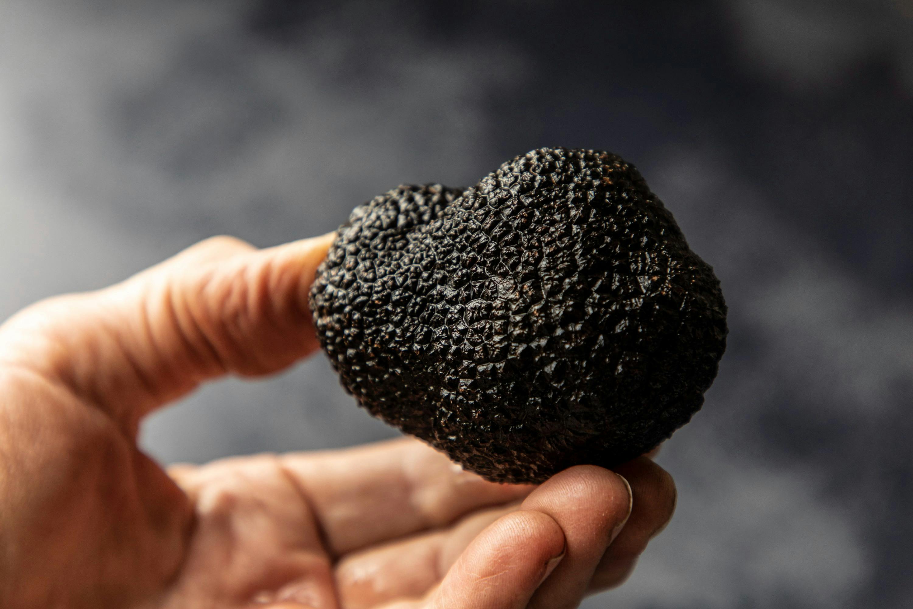 Truffle Hunt - Cobargo
