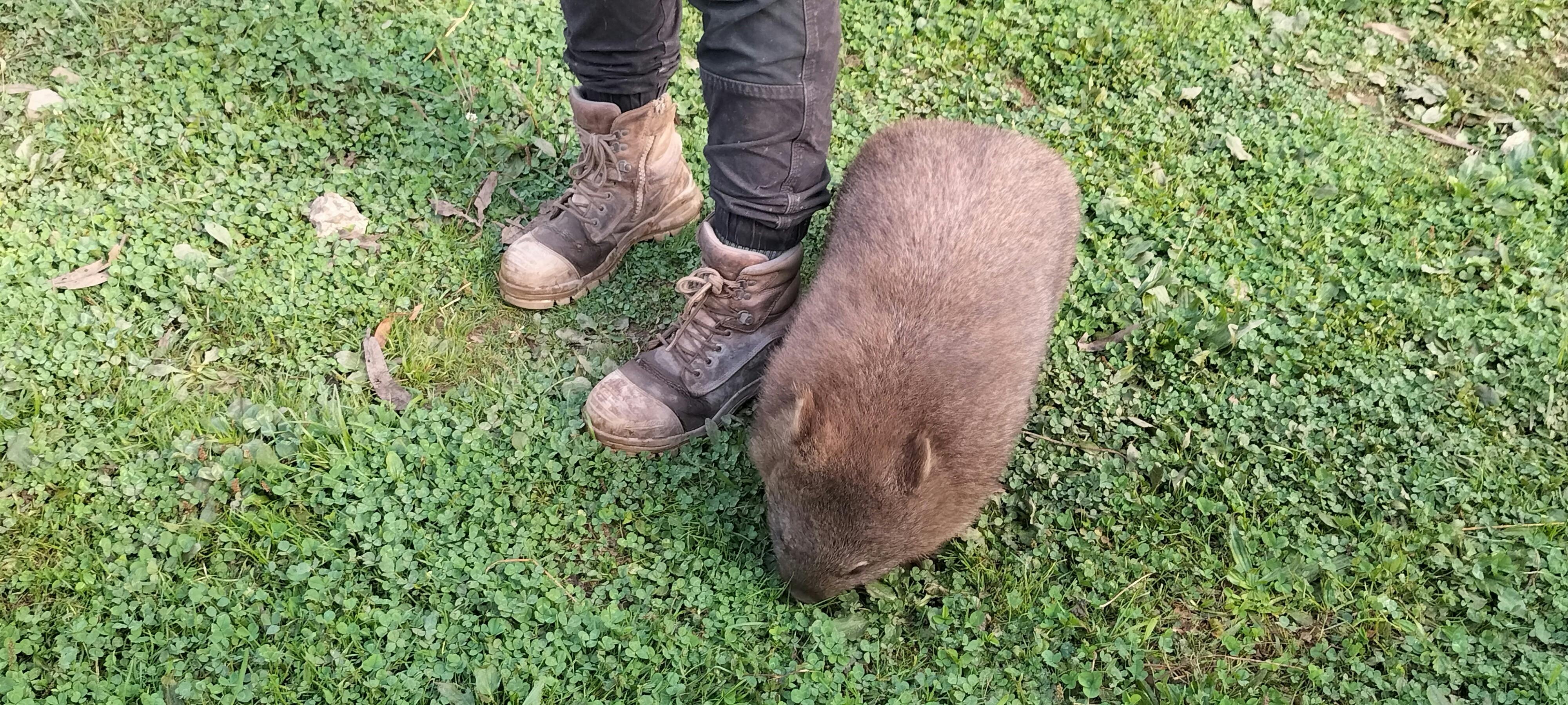 Wombat