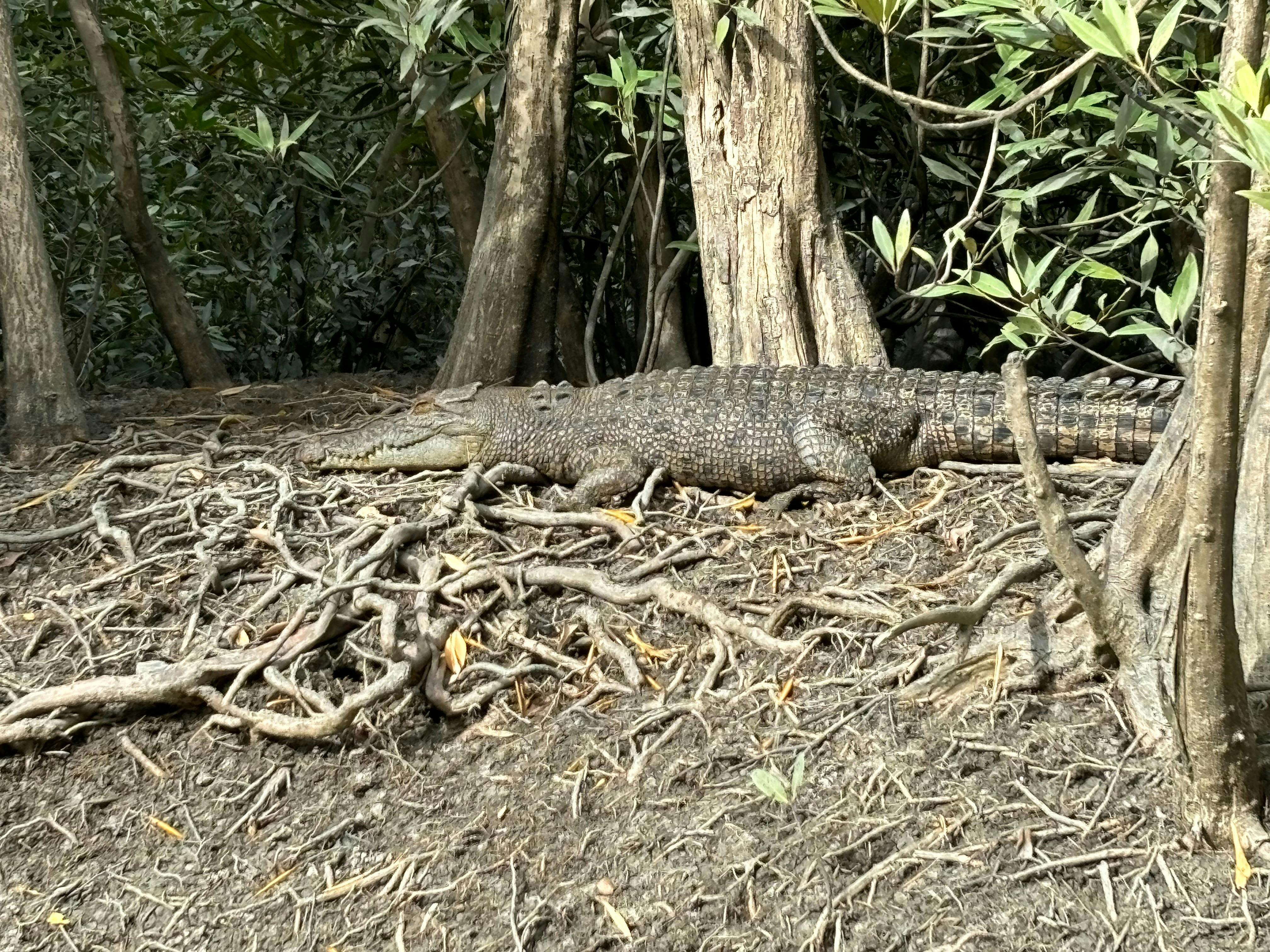 Crocs everywhere - beautiful wildlife