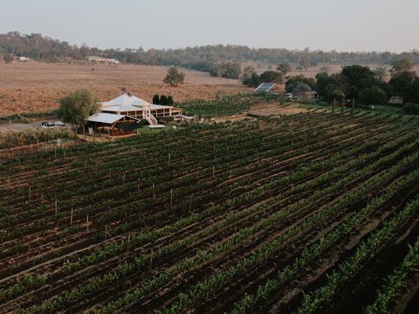 Aerial vineyard Aerial vineyard